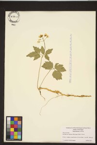 Cardamine diphylla image