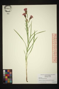 Liatris cylindracea image