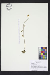 Polygala lutea image