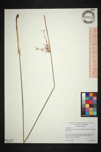 Juncus effusus var. solutus image