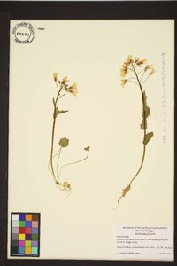 Cardamine bulbosa image