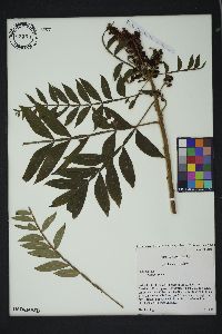 Rhus copallinum var. copallinum image