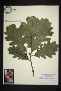 Quercus macrocarpa var. macrocarpa image