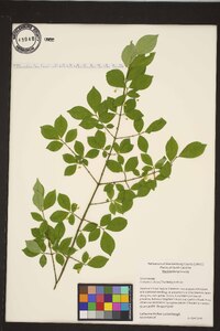 Euonymus alatus image