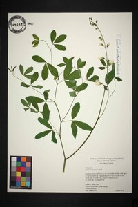 Baptisia albescens image