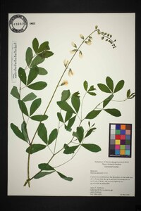 Baptisia alba image