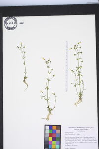 Gratiola graniticola image