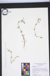 Gratiola graniticola image