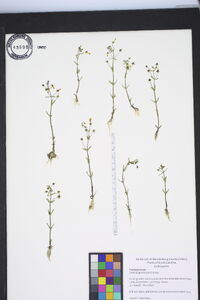Gratiola graniticola image