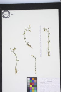 Gratiola graniticola image