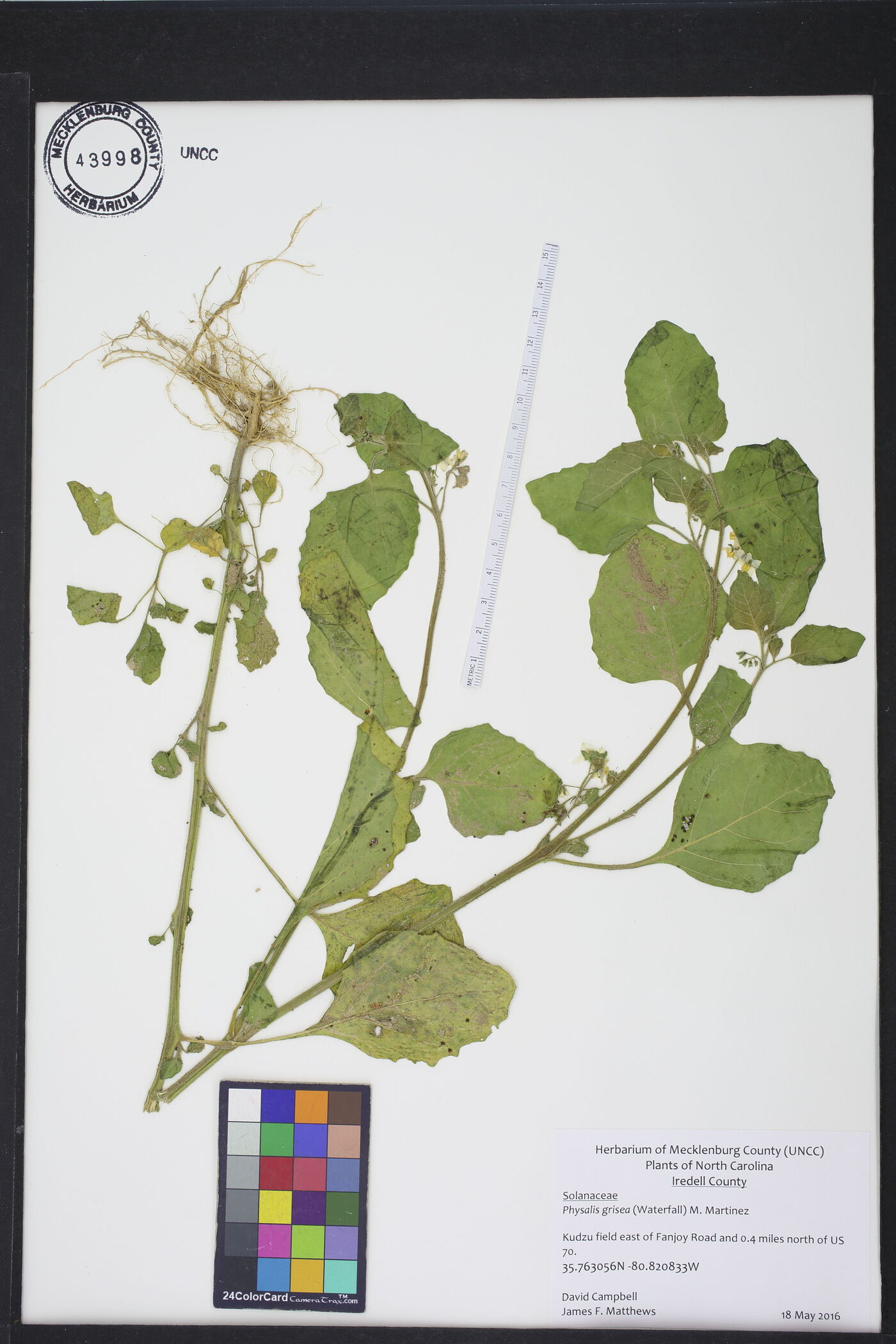 Physalis grisea image