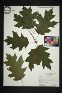 Quercus rubra var. rubra image