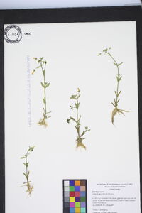 Gratiola graniticola image