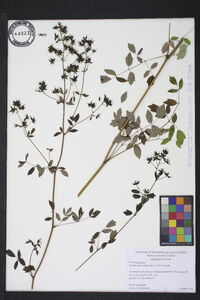 Thalictrum amphibolum image