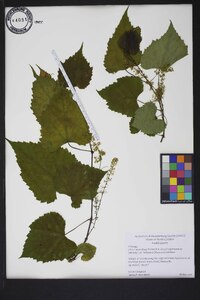 Vitis cinerea var. baileyana image