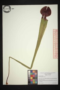 Sarracenia alata image