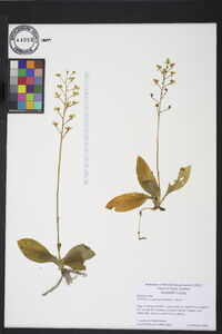 Ponthieva racemosa image