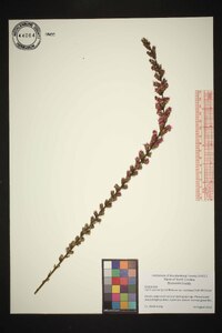 Liatris spicata image