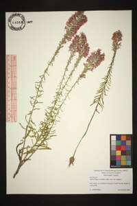 Liatris elegans image