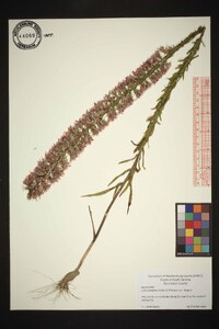 Liatris elegans image