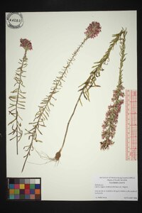 Liatris elegans image