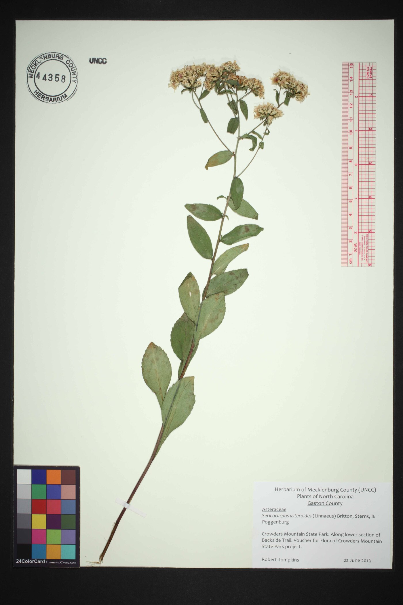 Sericocarpus asteroides image