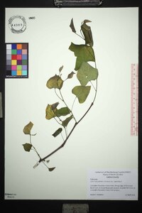 Cercis canadensis var. canadensis image