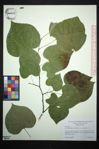 Cercis canadensis var. canadensis image