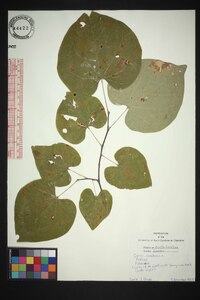 Cercis canadensis var. canadensis image