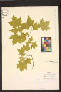 Acer leucoderme image