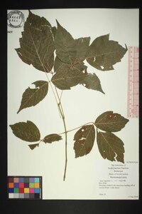 Acer negundo var. negundo image