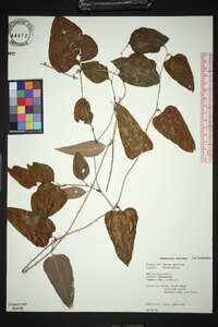 Smilax bona-nox image