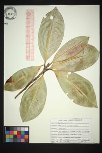 Magnolia grandiflora image