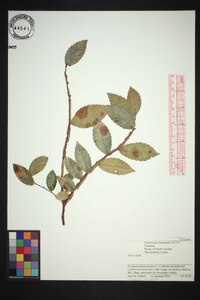 Ulmus alata image