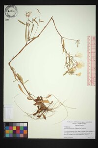 Oenothera fruticosa var. fruticosa image