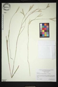 Andropogon ternarius image