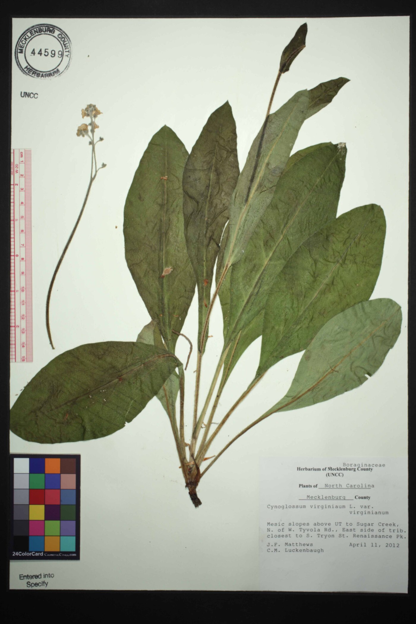 Andersonglossum virginianum image