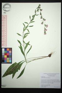 Liatris squarrulosa image