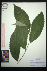 Castanea dentata image