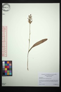 Platanthera clavellata image