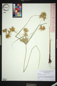 Cyperus strigosus var. strigosus image