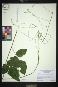 Collinsonia canadensis image