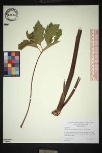 Silphium compositum var. compositum image