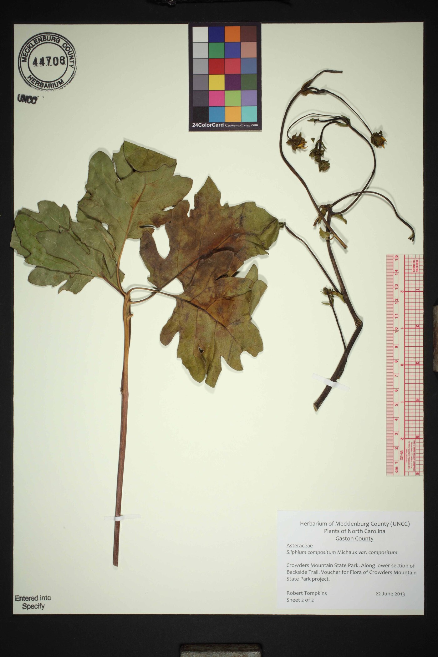 Silphium compositum var. compositum image