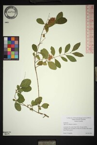 Ligustrum sinense image