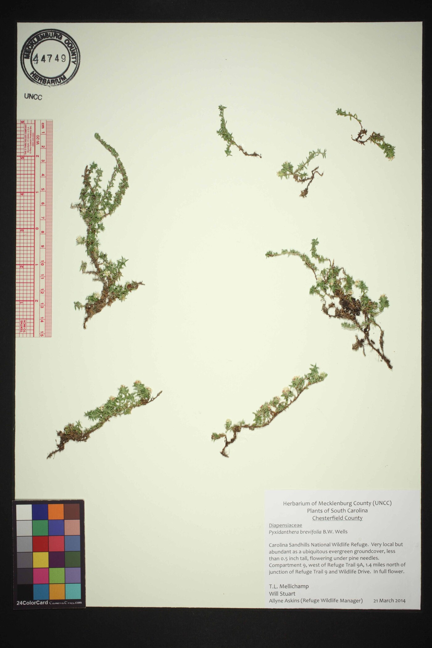 Pyxidanthera image