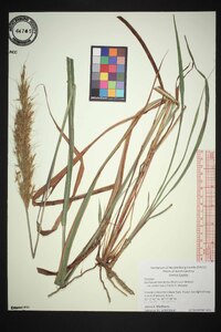 Saccharum brevibarbe var. contortum image
