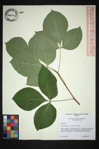 Ptelea trifoliata trifoliata image