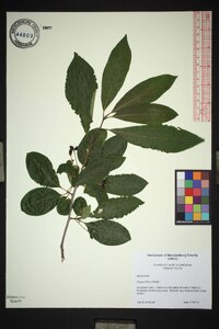 Nyssa biflora image
