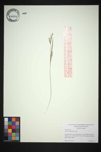 Carex striatula image